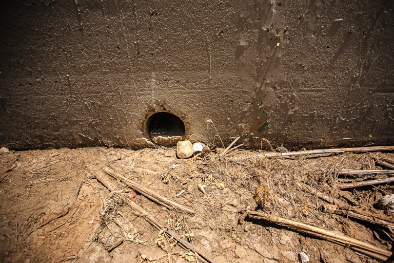 Baldy_AndyWissman-9628